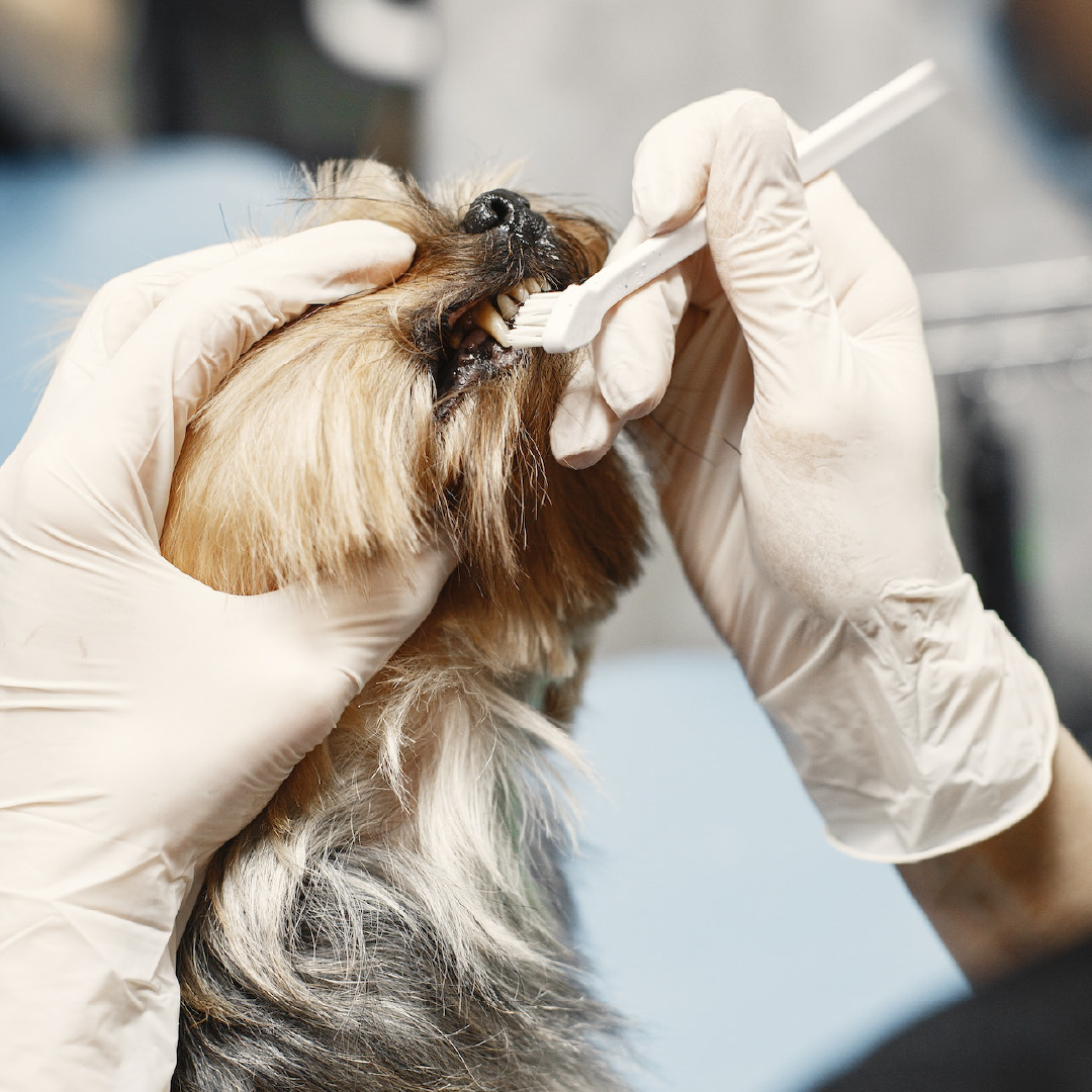 Image of Veterinarian Brushing Dog's Teeth